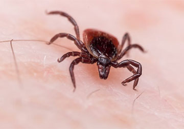 tick