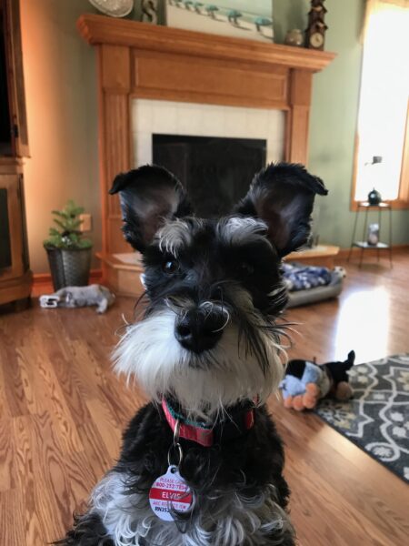 Pat Shallahamer's dog, Elvis