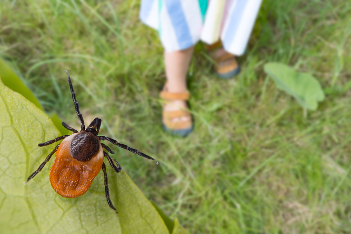 How to keep your kids safe from ticks