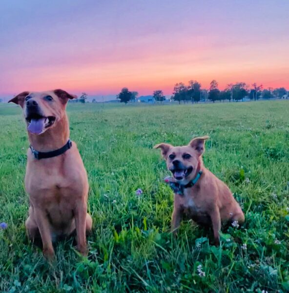 The Brocker dogs Maximus (left) and Hazel at the Canfield Fairgrounds