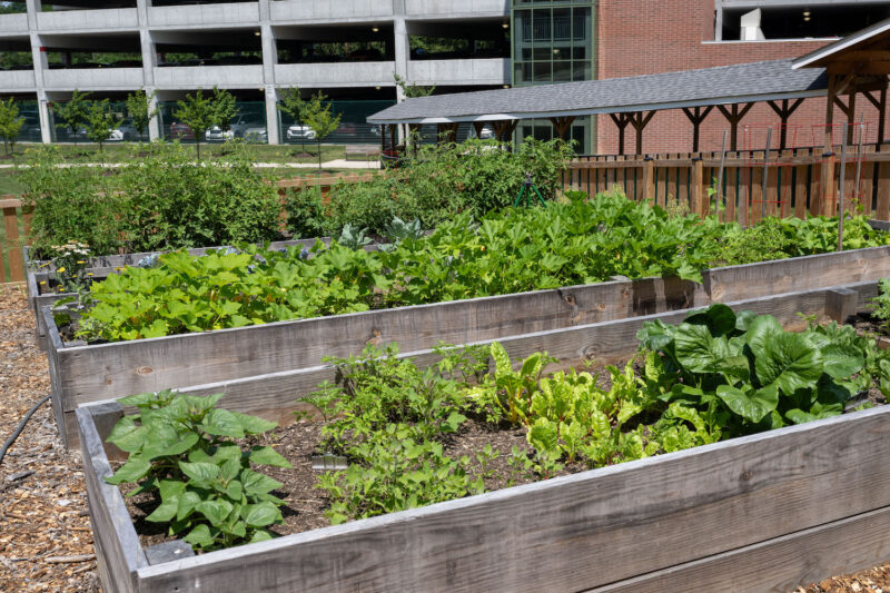 Support for patient families grows in our education and wellness garden ...