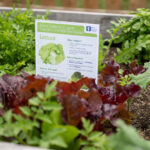 Nutrition Services Fruits and Vegetables Handouts