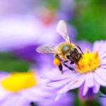 Getty - bee on a flower