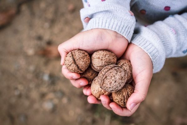Child holding a handful of walnuts