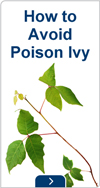 How to avoid poison ivy