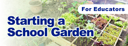 Starting a School Garden