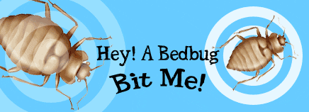 Hey! A Bedbug Bit Me!
