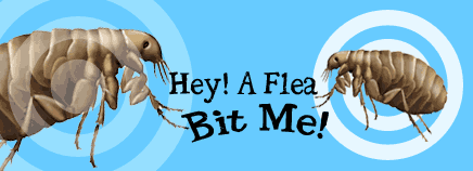 Hey! A Flea Bit Me!