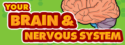 Your Brain & Nervous System