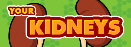 Your Kidneys