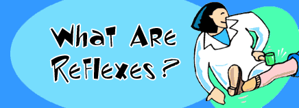 What Are Reflexes?