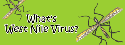 What's West Nile Virus?
