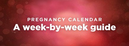 A Week-by-Week Pregnancy Calendar