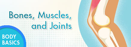 Bones, Muscles, and Joints