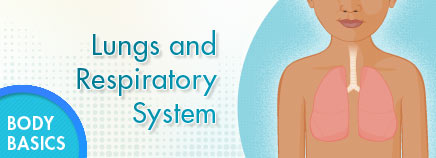 Lungs and Respiratory System