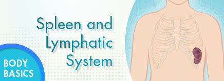Spleen and Lymphatic System
