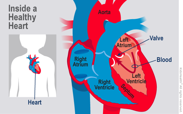 Illustration: Healthy Heart