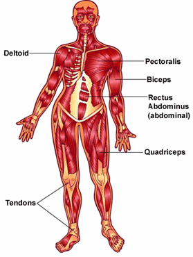 Muscles Diagram