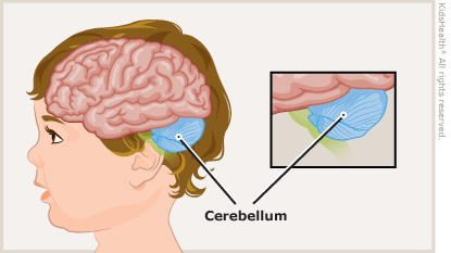cerebellum illustration