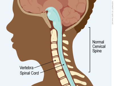 Illustration: Normal Cervical Spine