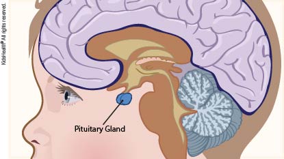 Diagram of the brain showing the pituitary gland, a small endocrine organ at the base of the brain, as explained in the article