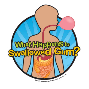 What happens to swallowed gum?