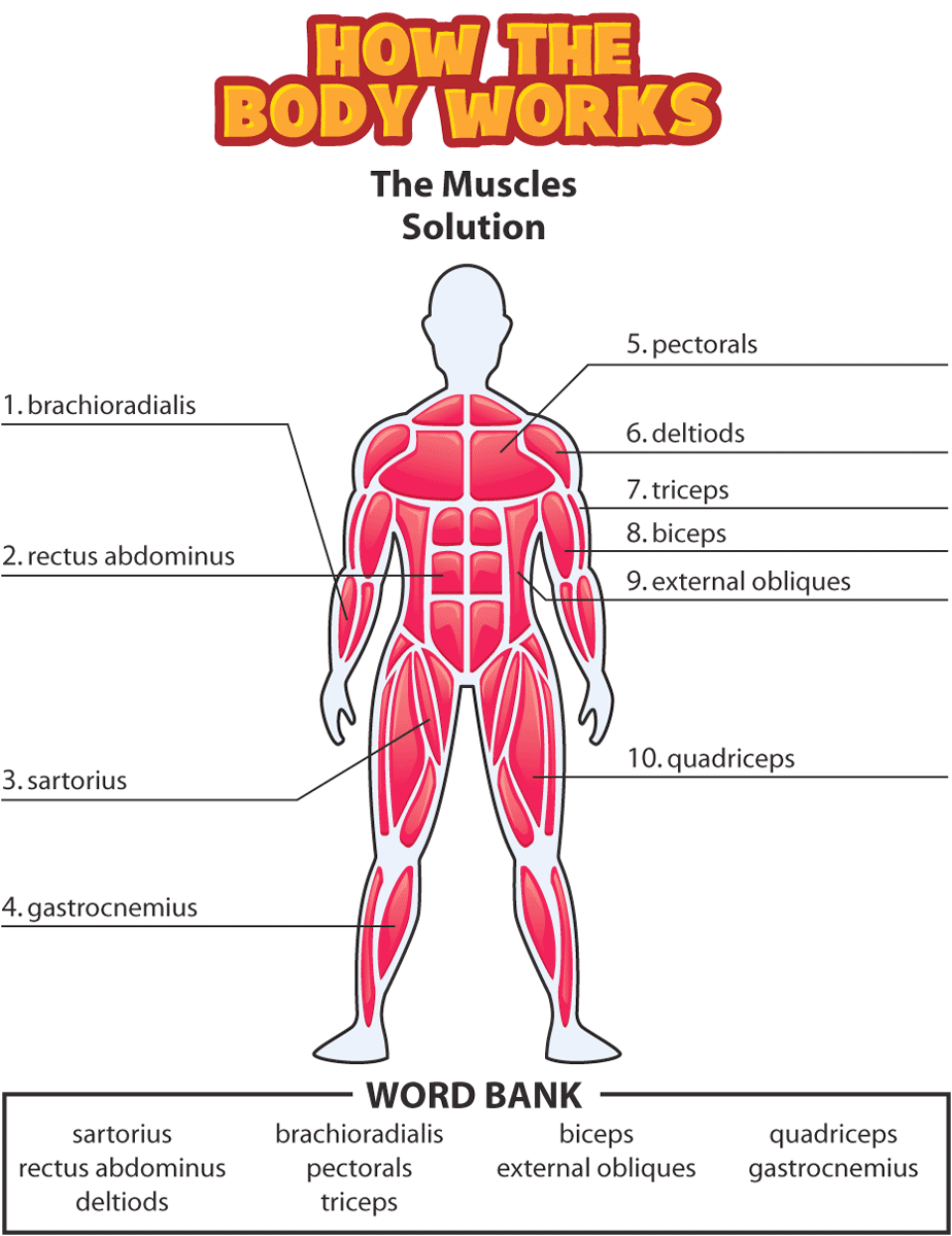 Kidshealth Answers The Muscles Akron Children's Hospital