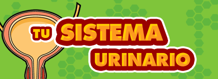Tu sistema urinario