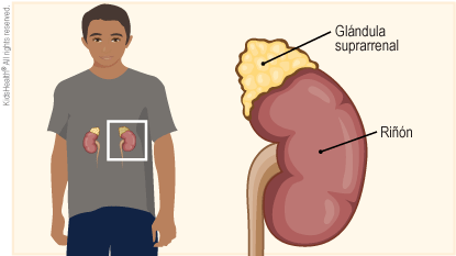 La ilustración muestra la posición de los riñones en el torso y una vista ampliada del riñón con la glándula suprarrenal ubicada encima de este.