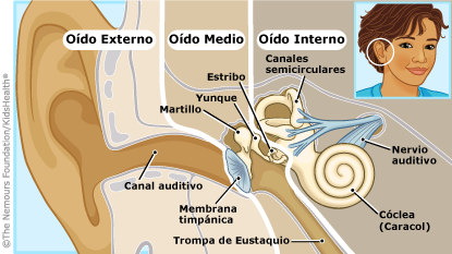 Corte transversal que muestra las partes del oído