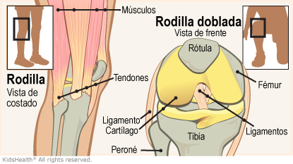 Diagrama de la rodilla (vista de costado) que muestra músculos y tendones. Diagrama de la rodilla doblada (vista de frente) que muestra fémur, tibia, peroné, rótula, ligamentos y cartílago.
