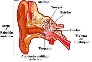 Ear graphic in Spanish