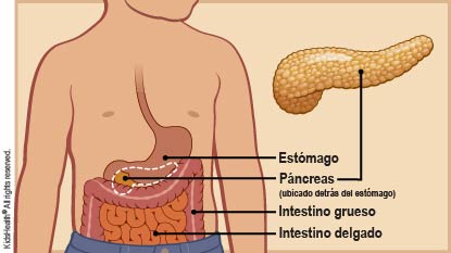 Se muestra el páncreas (ubicado detrás del estómago), el intestino grueso y el intestino delgado.