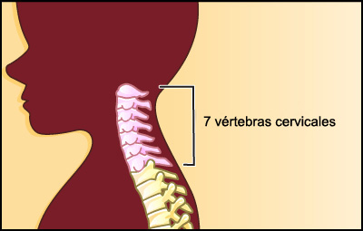 vertebras cervicales