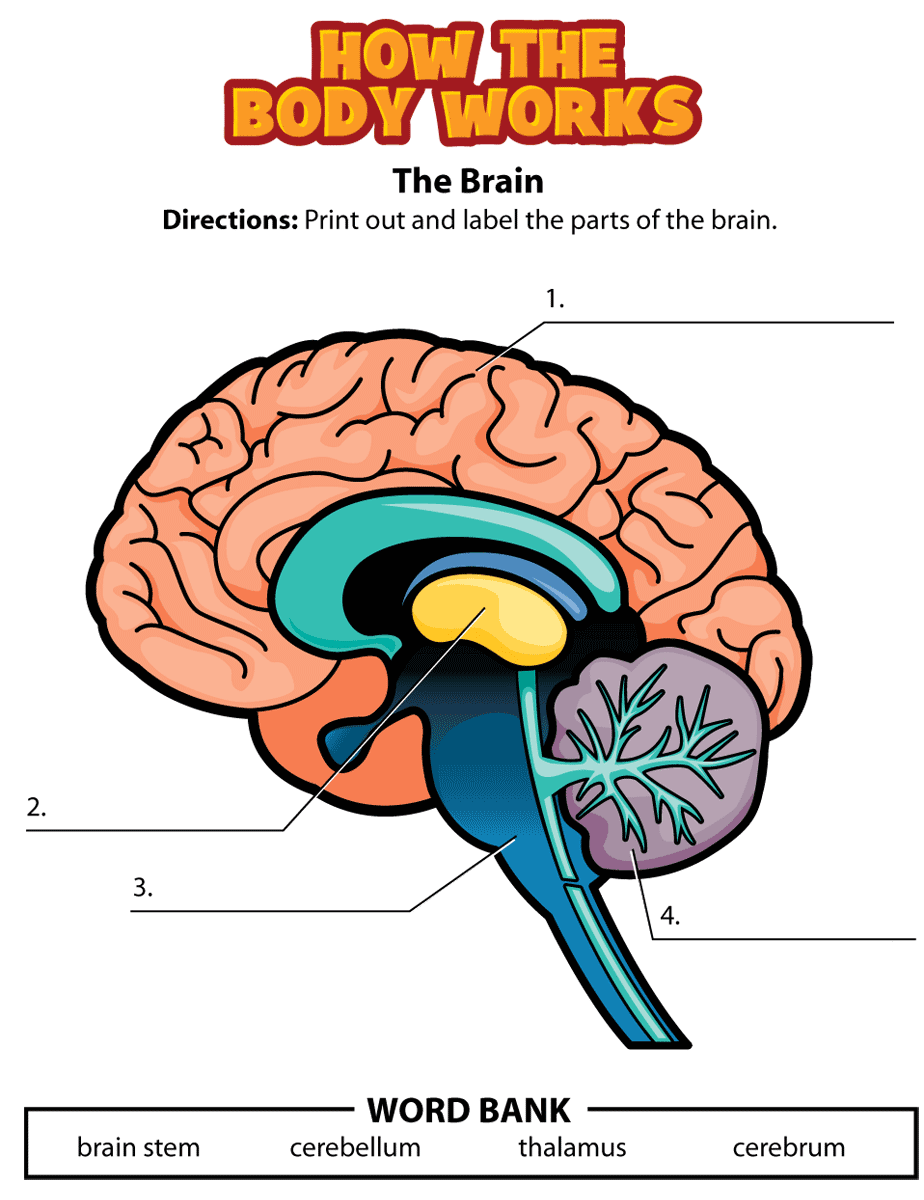 Brain tasks. Brain Worksheet. Parts of the Brain. Physical structure of the Human Brain. Human Brain Parts.