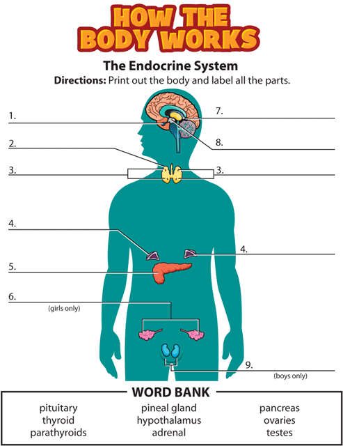 htbw endocrine gif. This page was designed to be printed. We are working on creating an accessible version.