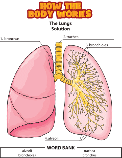 HTBW lungs solutions GIF. This page was designed to be printed. We are working on creating an accessible version.