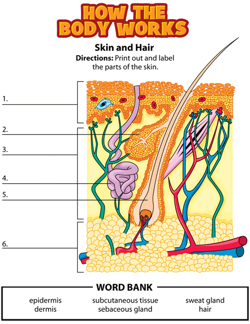 skin and hair activity gif. This page was designed to be printed. We are working on creating an accessible version.