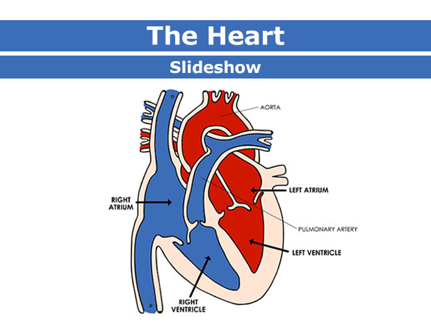 Diagram of the heart shows (clockwise from the top right): the aorta, pulmonary artery, left atrium, left ventricle, right ventricle, right atrium