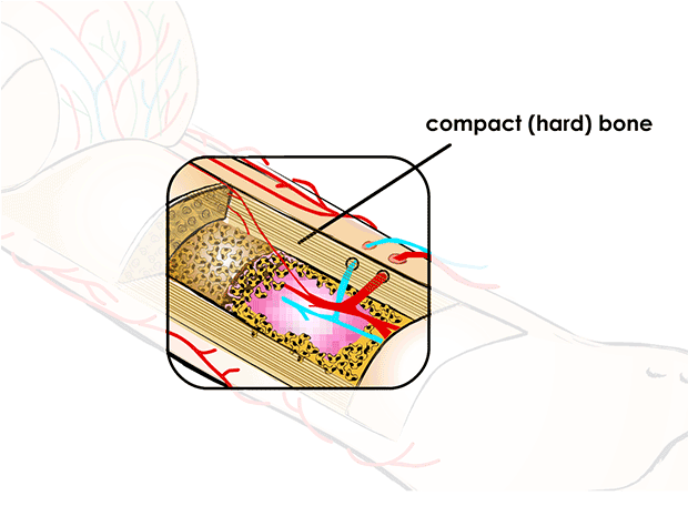 Compact (hard) bone is a type of bone is strong, solid, and whitish in color. It makes up the hard outside portion of a bone.