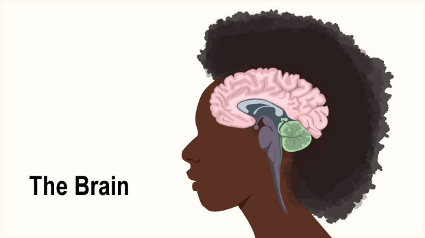 The brain is like a computer that controls the body's functions, and the nervous system is like a network that relays messages to parts of the body. Click through this slideshow to learn more about the brain and nervous system.