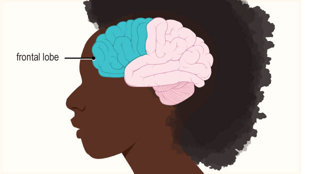 The frontal lobe, located behind the forehead, does much of the work of complex thinking, like planning, imagining, making decisions, and reasoning.