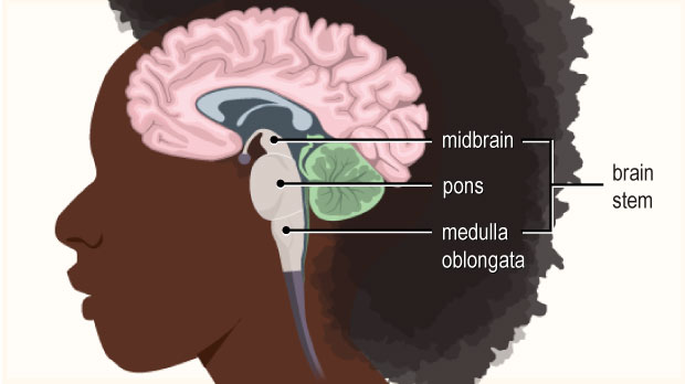 At the base of the brain, the brain stem connects to the spinal cord and is made up of the midbrain, pons, and medulla oblongata.