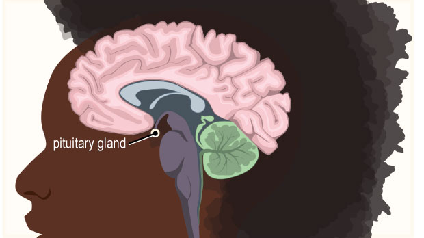 This tiny gland produces hormones involved in regulating growth, puberty, metabolism, water and mineral balance, the body's response to stress, and more.