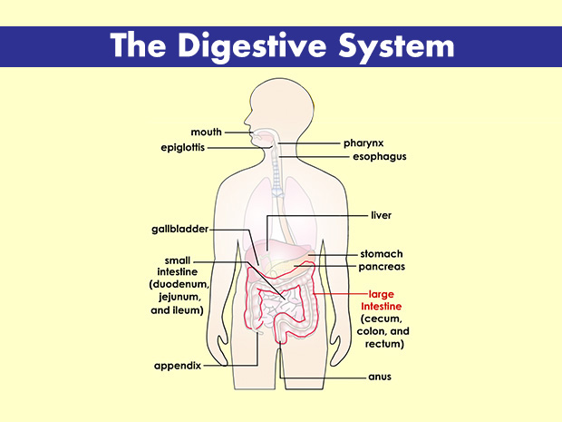The large intestine consists of three parts: the cecum, the colon, and the rectum.