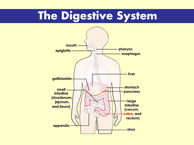 The colon is the largest part of the large intestine and has three parts: the ascending colon, the transverse colon, and the descending colon.