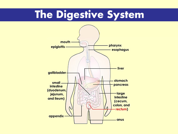 The rectum is the final 6 to 8 inches (15 to 20 centimeters) of the large intestine. It stores stool (poop) until it leaves the body.
