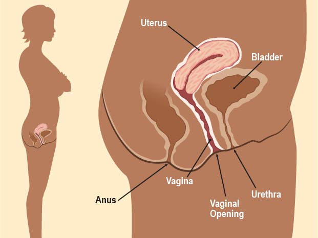 The vaginal opening is a hole between a woman's legs, below her urethra (where pee comes out) and above her anus (where poop comes out). Here you can see how the vagina connects to the uterus.
