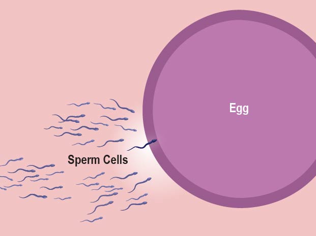 If a sperm cell fertilizes the woman's egg, it's the first step in reproduction (getting pregnant).