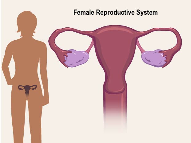 The female reproductive system includes a group of organs in a woman's lower belly and pelvis.